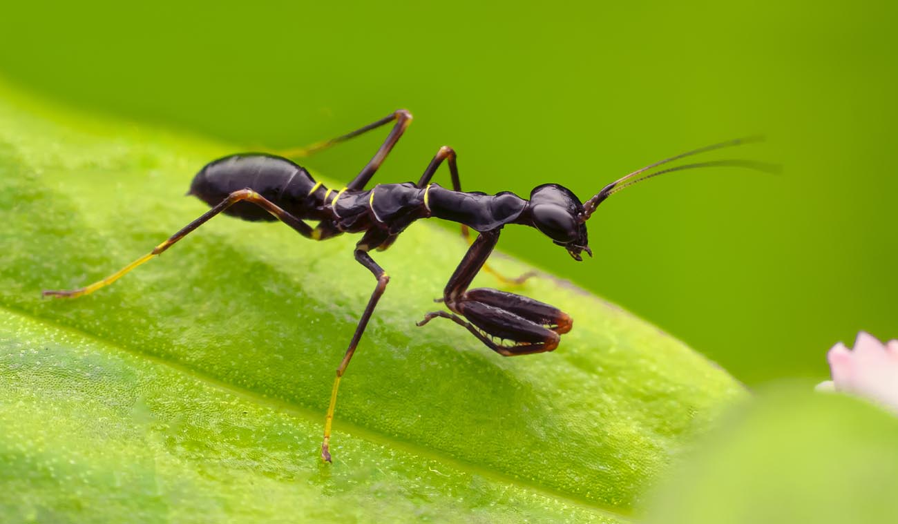Modliszka Mrówka (Odontomantis planiceps)