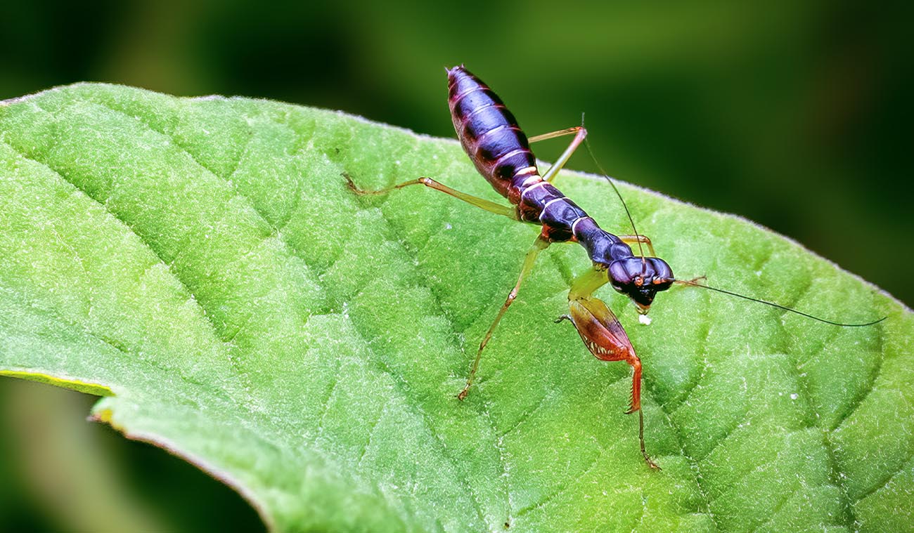 Ciekawostki – Odontomantis planiceps