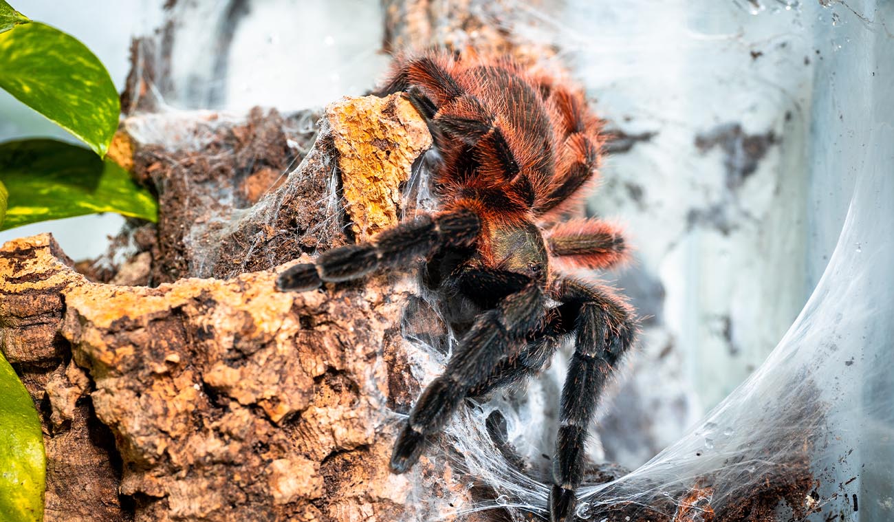 Psalmopoeus victorii (Darth Maul Tarantula)