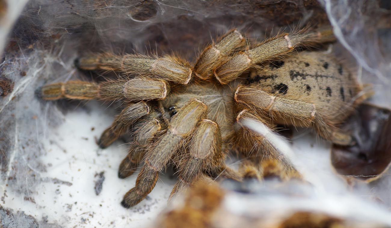 Ptasznik Pterinochilus lugardi
