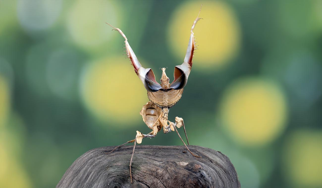 Idolomantis diabolica – dla kogo jest ten gatunek?