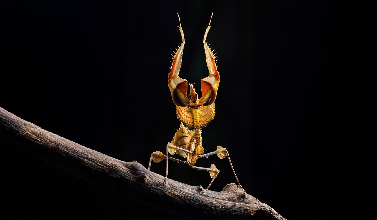 Idolomantis diabolica – wyjątkowy gatunek do hodowli