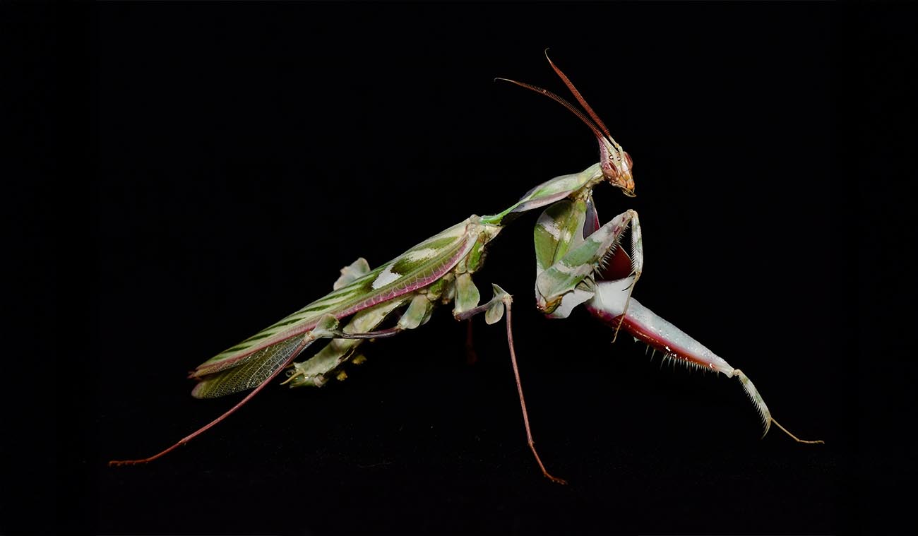 Idolomantis diabolica - Modliszka Diabelska