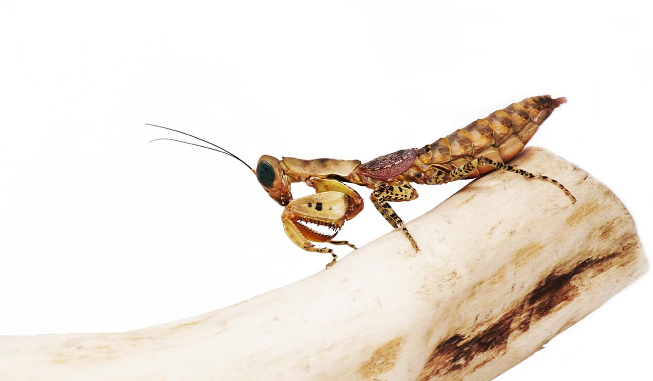Modliszka Pantera (Tarachodula pantherina)