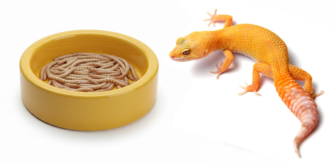 Miseczka ceramiczna na mącznika 10 cm