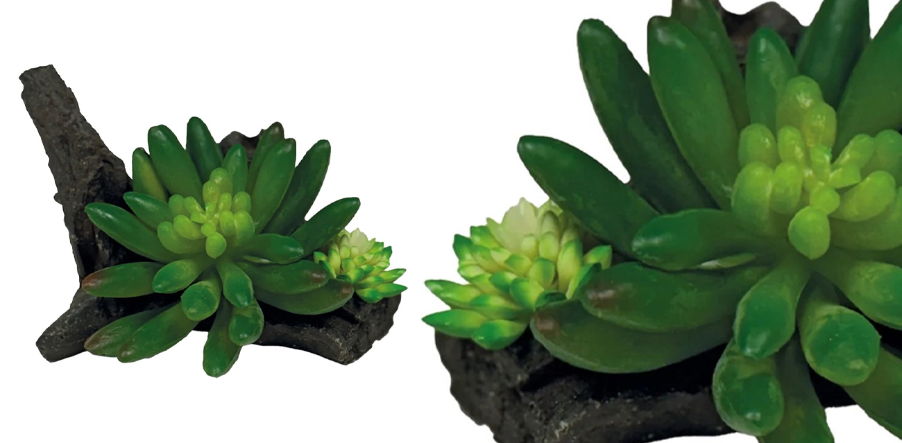Repto Plant Succulent On Deco 10x13x8 cm – sukulent na ozdobnej podstawie