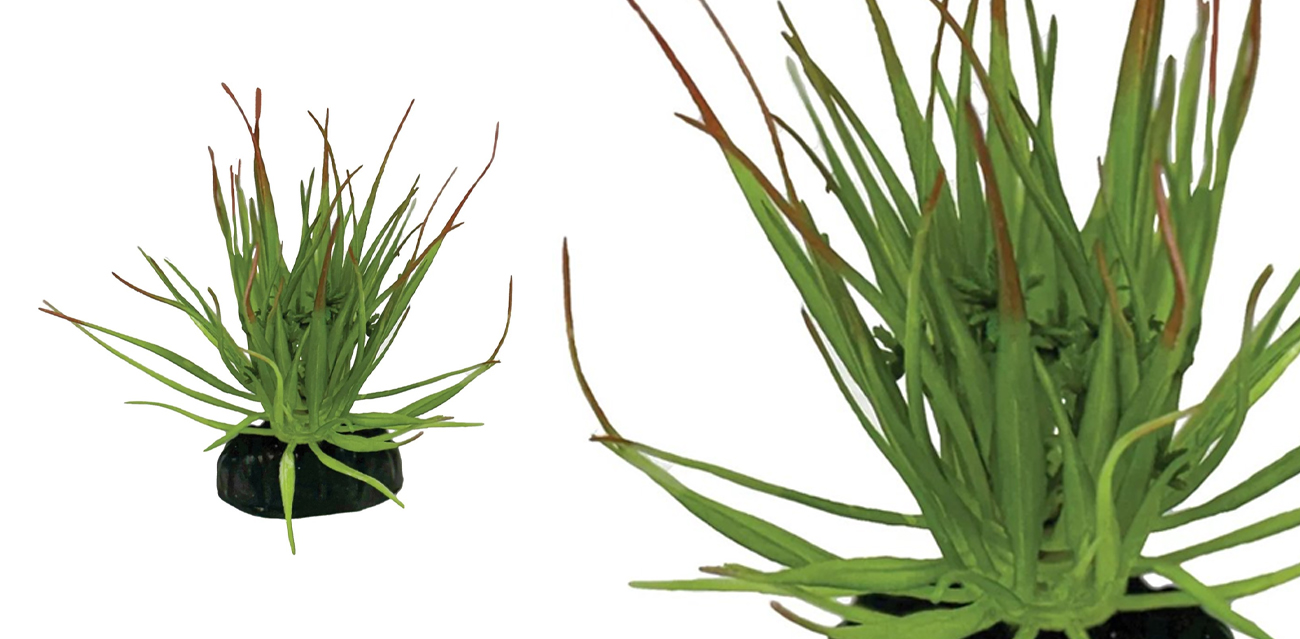 Repto Plant Tillandsia Ion (11 cm) - duża oplątwa na podstawie