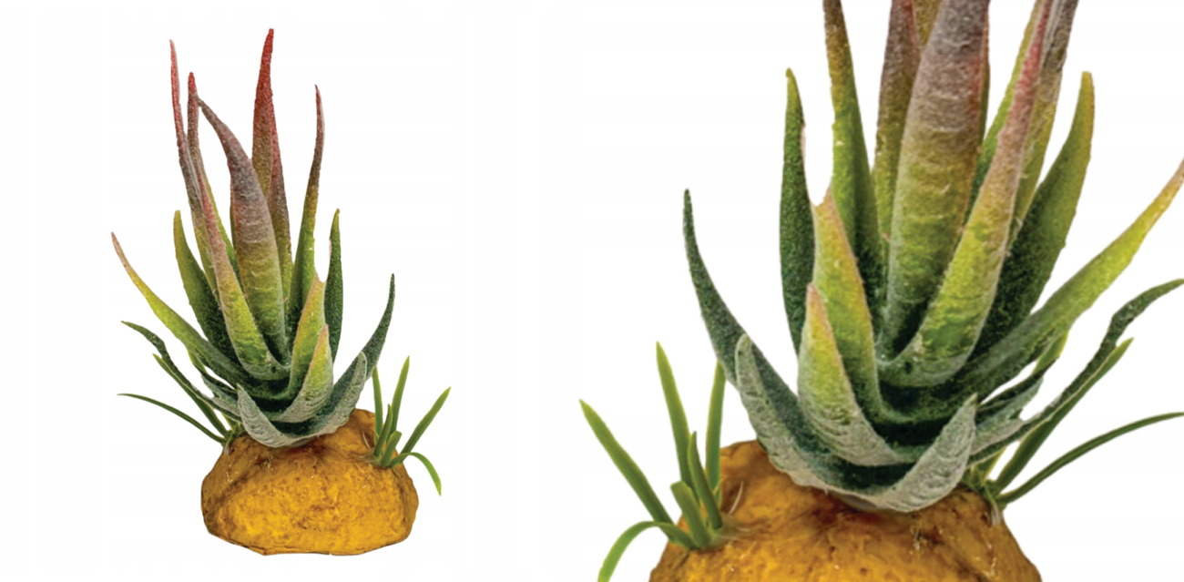 Repto Plant Aloe Red Tip (6x7 cm) – sukulent z czerwonym akcentem