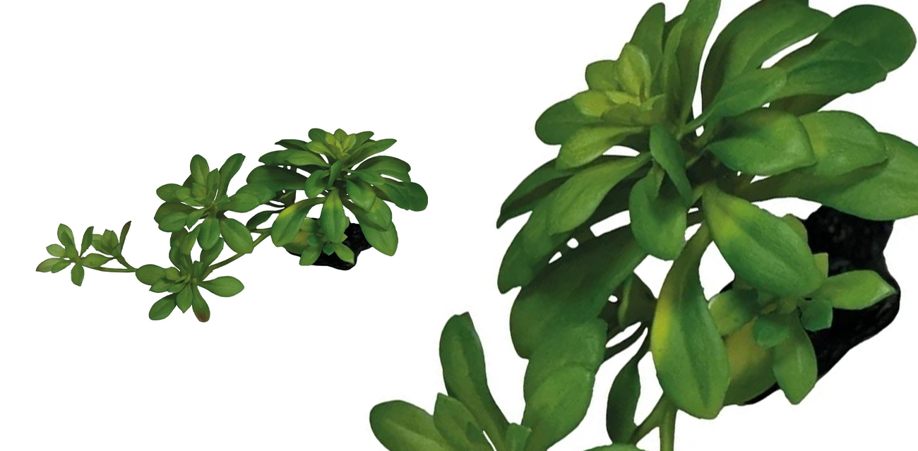 Repto Plant Succulent Green XL (23 cm) – duży sukulent do terrarium