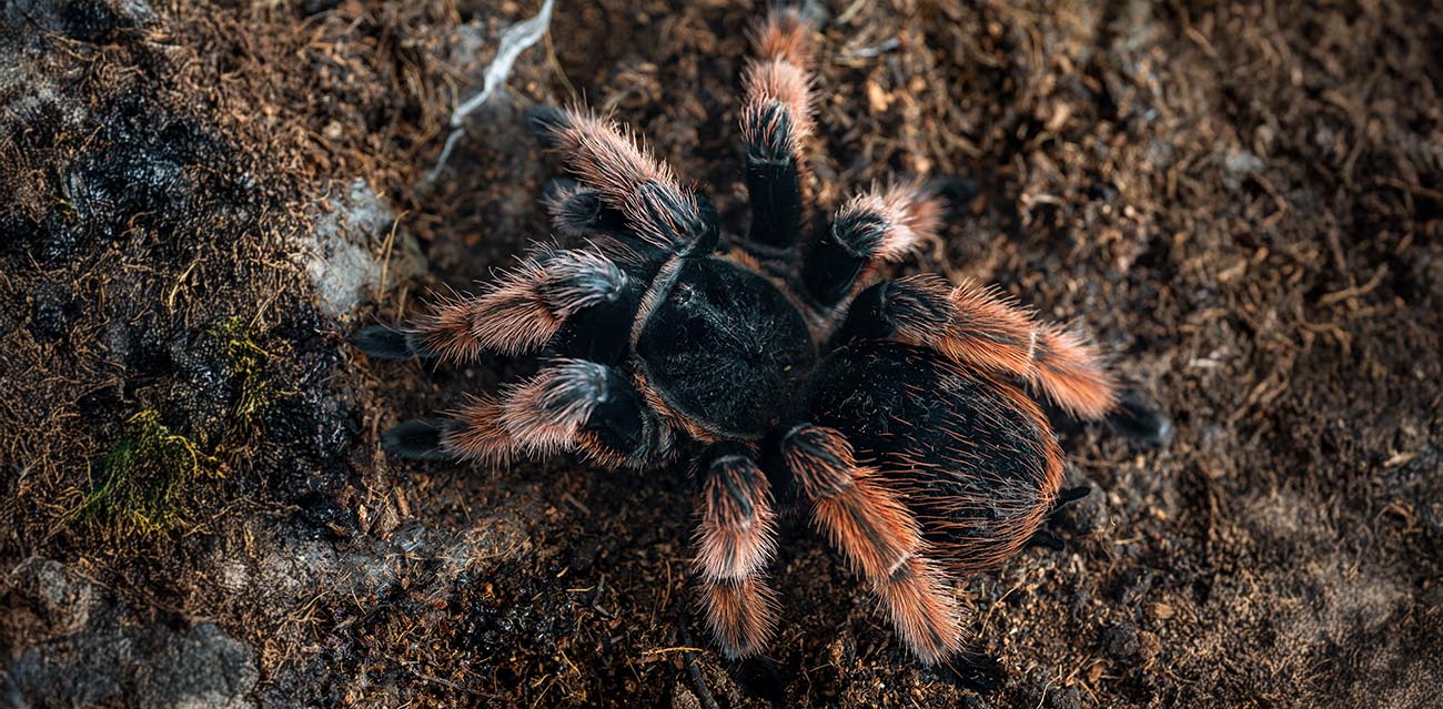 Brachypelma klaasi - Meksykański róż
