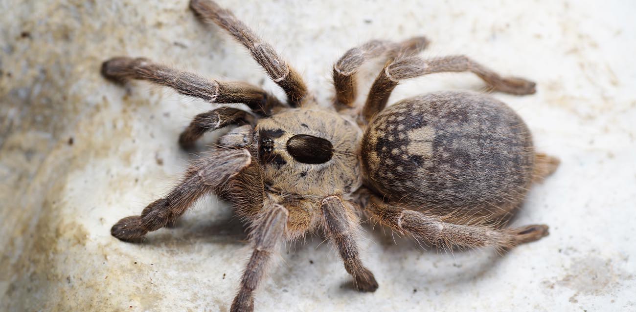 Ceratogyrus sanderi - rogaty ptasznik z pustyni