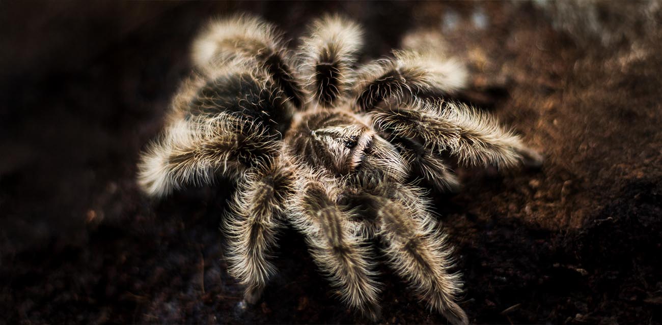 Ptasznik (Tliltocatl albopilosus Nicaragua)