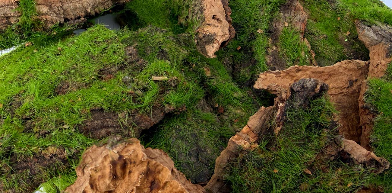 Idealne do małych terrariów – dla ptaszników, skorpionów i skakunów