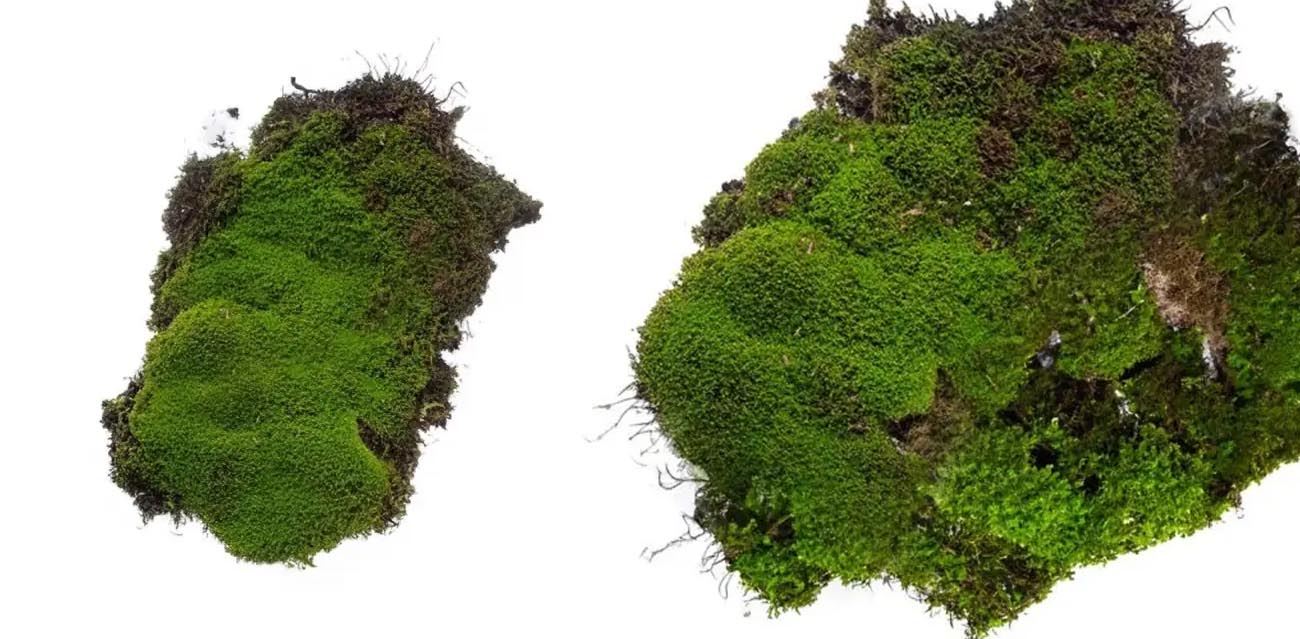 Naturalny Mech Terrarystyczny - żywa zieleń (60g - 1000g)