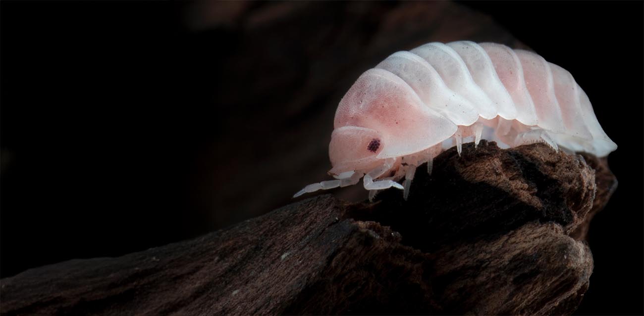 12x Cubaris sp Pink Panda King