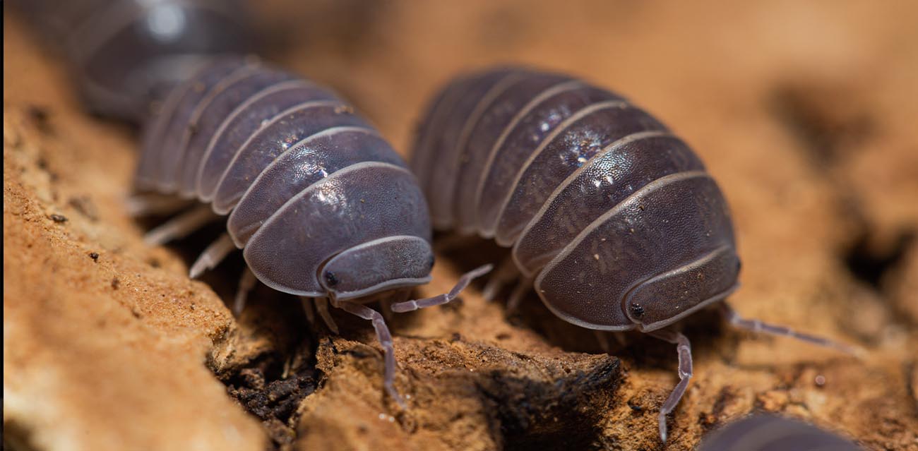 Armadillidium officinalis
