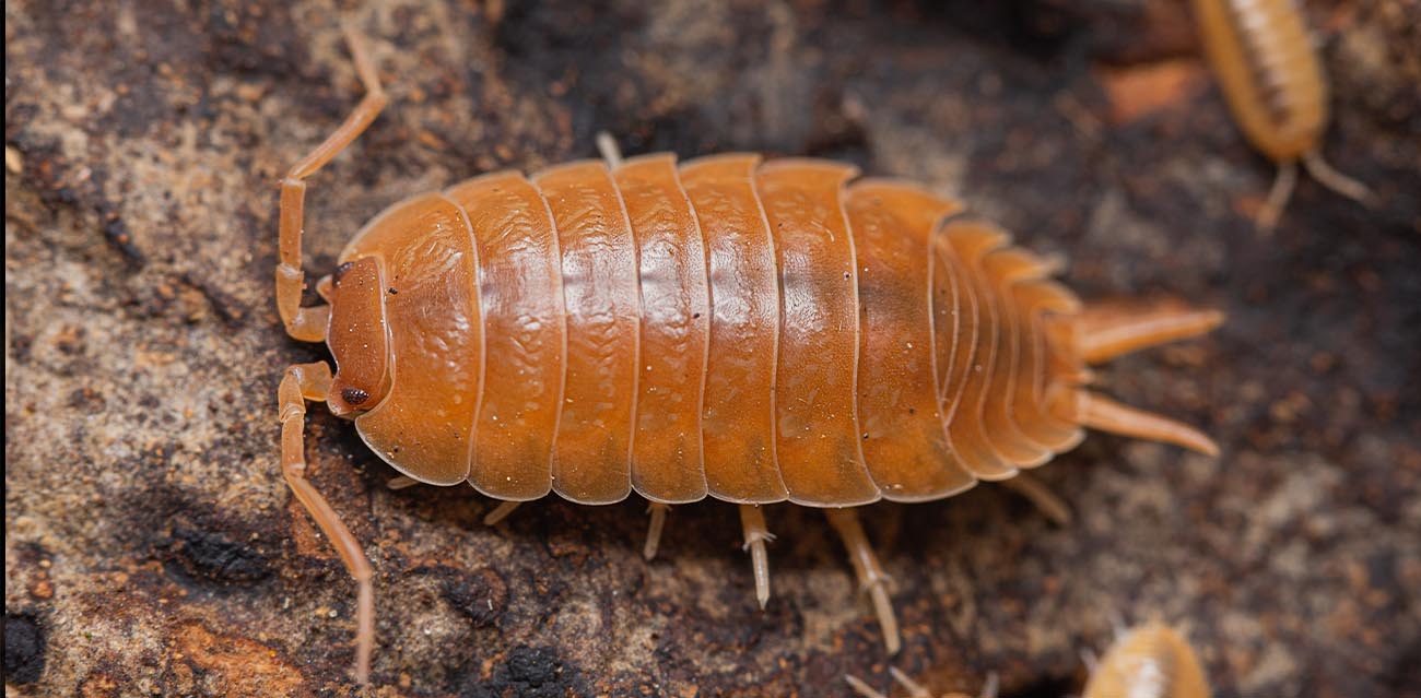Porcellio laevis Orange