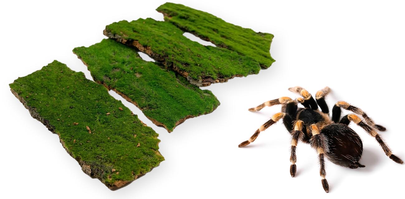 Płaty korkowe omszone do Terrarium