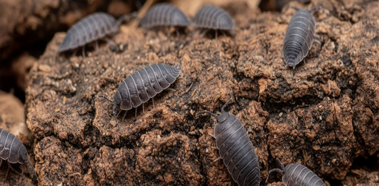 Dlaczego warto wybrać Porcellio Laevis Black?