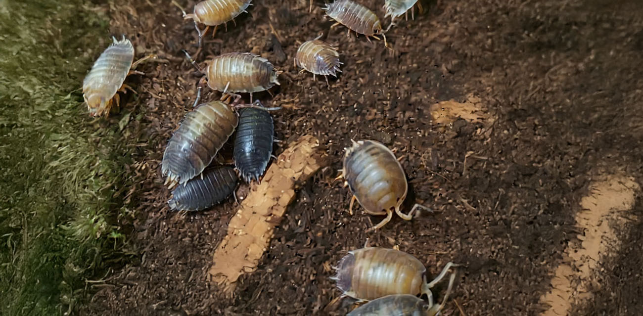 Dlaczego warto wybrać Porcellio Laevis Milk Back