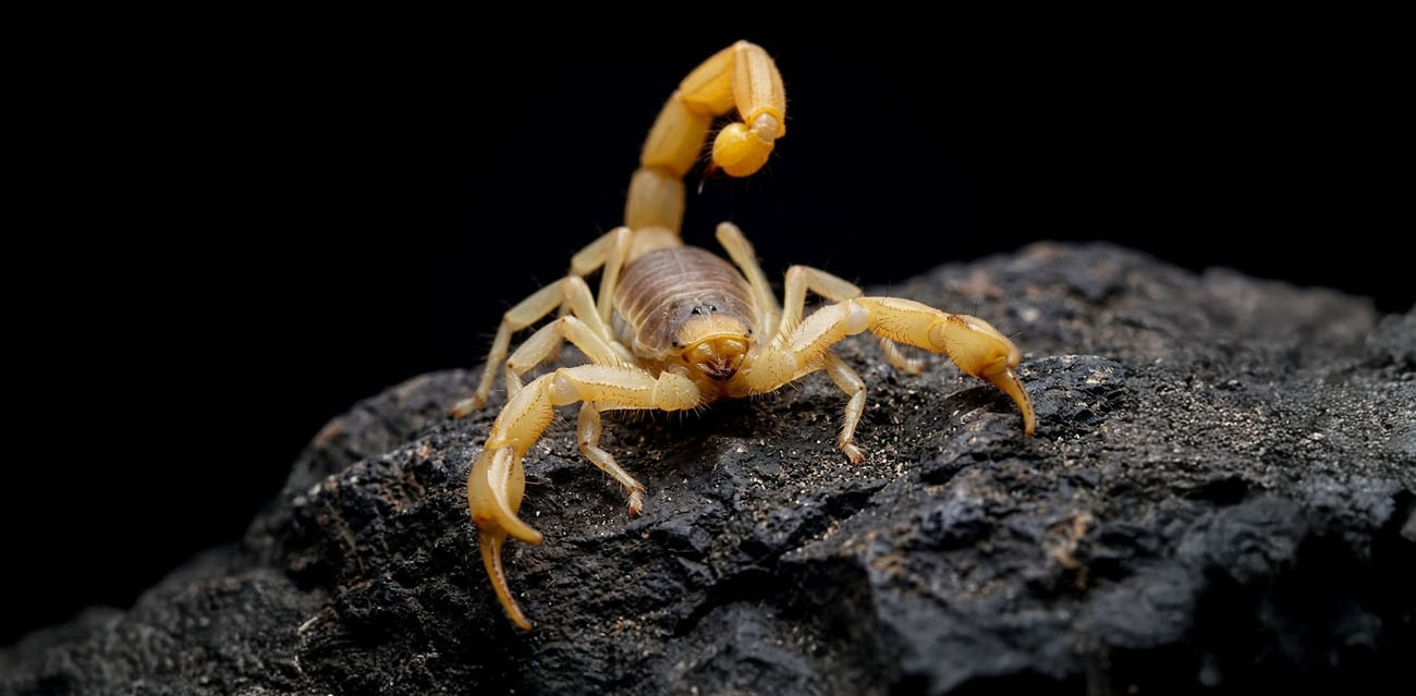 Hadrurus Arizonensis