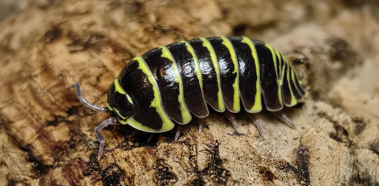 Armadillidium Maculatum Yellow