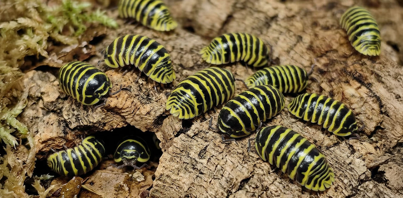Dlaczego warto wybrać Armadillidium Maculatum Yellow