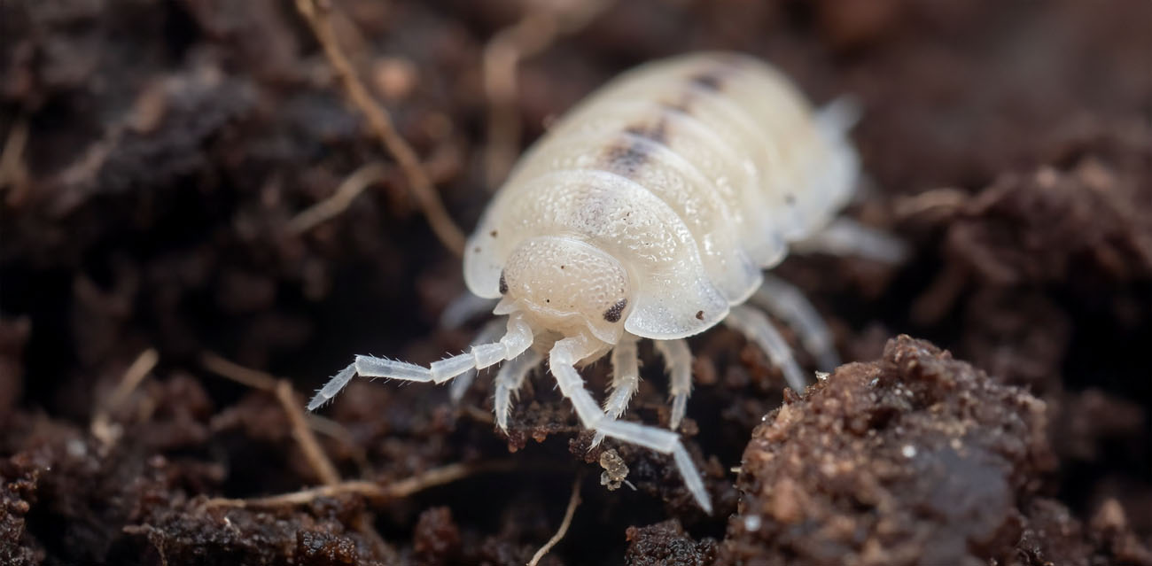 Stonogi tropikalne (Trichorhina tomentosa) – Niezawodna mikroskopijna ekipa sprzątająca