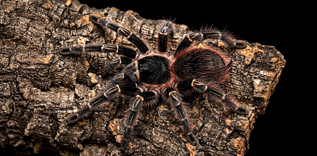 Ptasznik Lasiodora Klugi