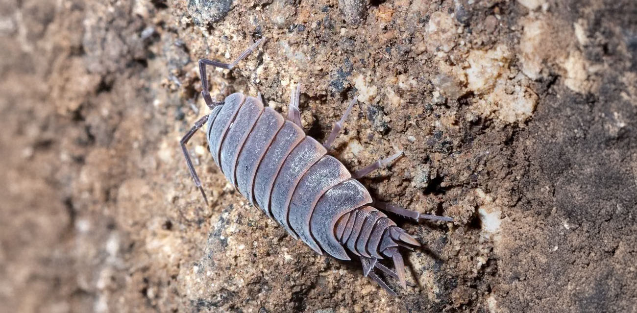 Porcellionides pruinosus Powder Blue