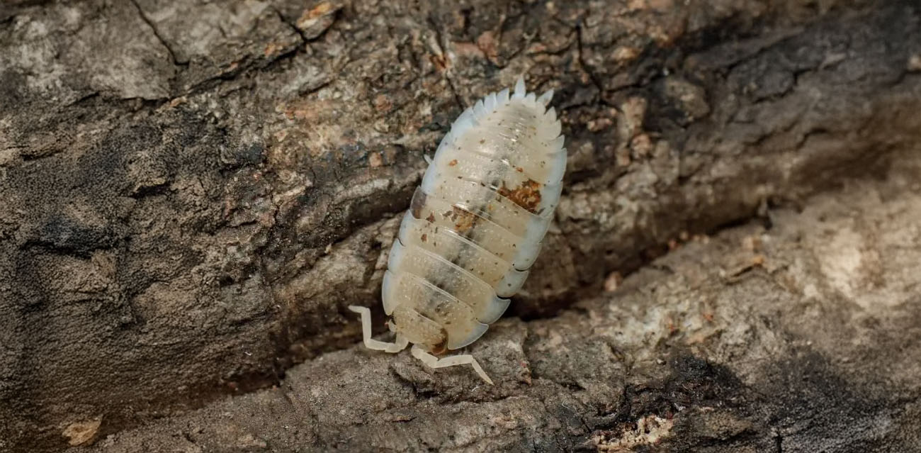 Porcellio Scaber Orange Dalmatian
