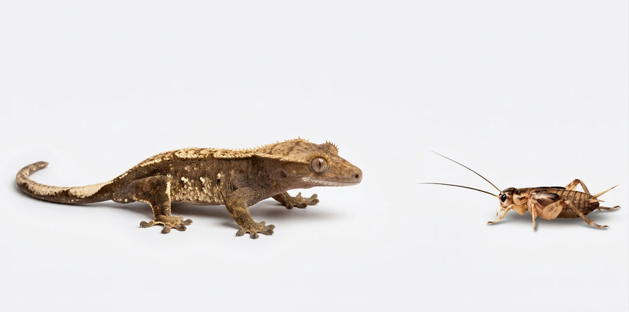 Świerszcze bananowe (Gryllus sigillatus)