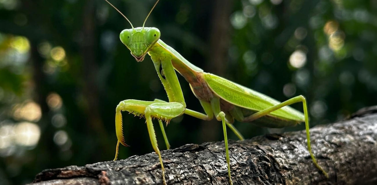 Modliszka Hierodula venosa