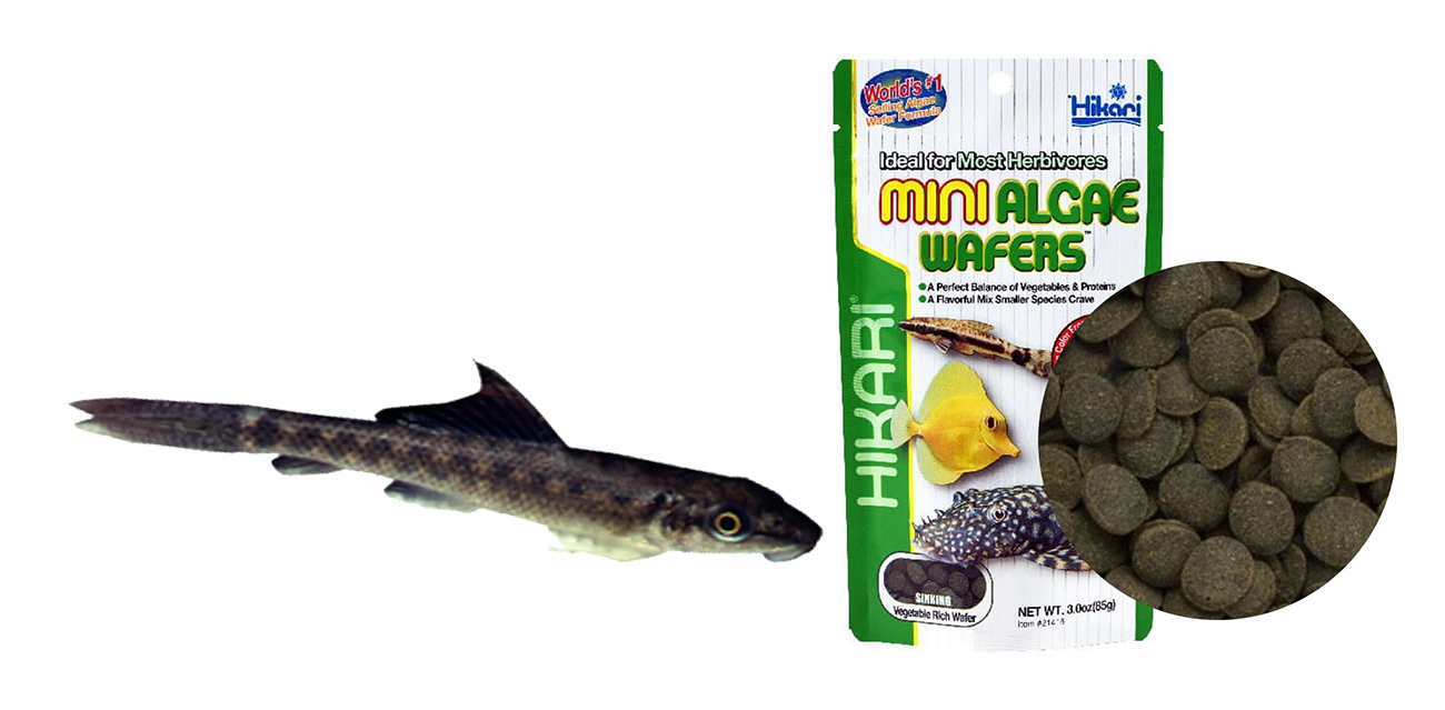 Hikari Mini Algae Wafers - Miniaturowe dyski dla ryb roślinożernych