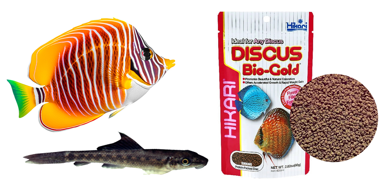Hikari Discus Bio-Gold - Wybarwiający granulat dla paletek i skalarów