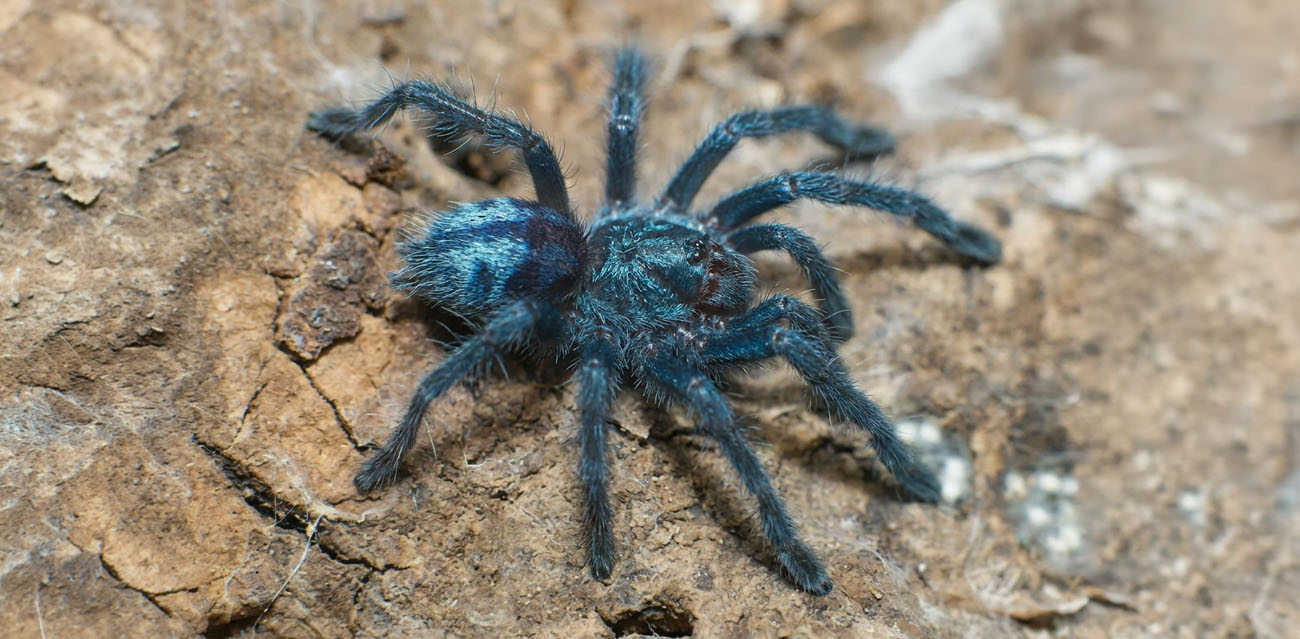 Ptasznik Caribena laeta