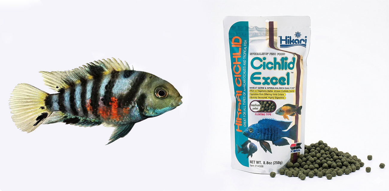 Hikari Cichlid Excel Medium - Pływający granulat dla roślinożernych pielęgnic
