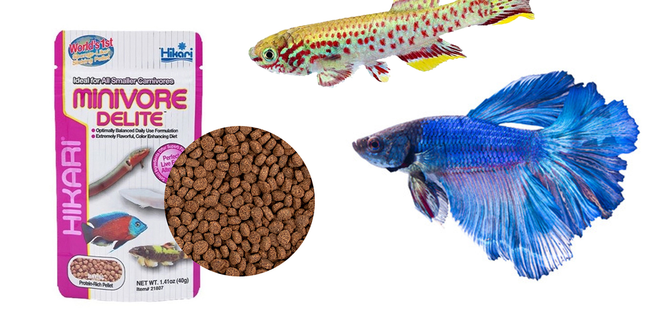 Hikari Minivore Delite - Unikalna dieta dla mniejszych mięsożerców i aksolotli