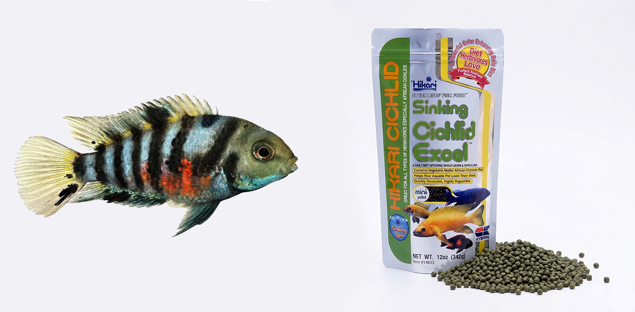 Hikari Sinking Cichlid Excel - Tonący granulat dla roślinożernych pielęgnic