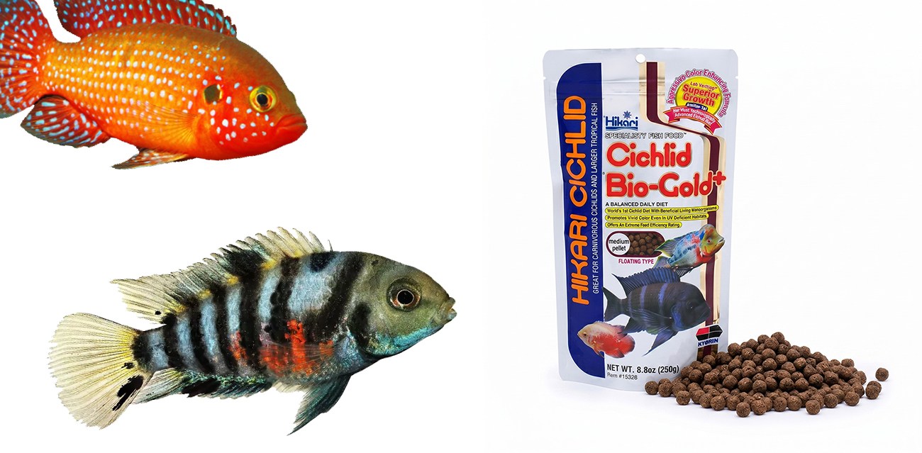 Hikari Cichlid Bio-Gold+ - Wybarwiający granulat dla pielęgnic