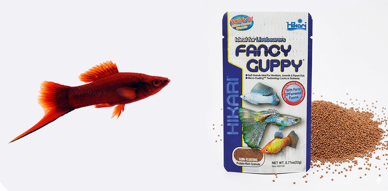 Hikari Fancy Guppy - Pokarm wystawowy dla piękniczkowatych