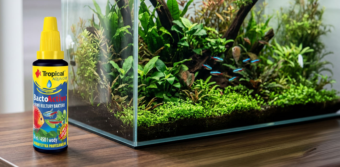 TROPICAL Bacto-Activ – żywe kultury bakterii do akwarium