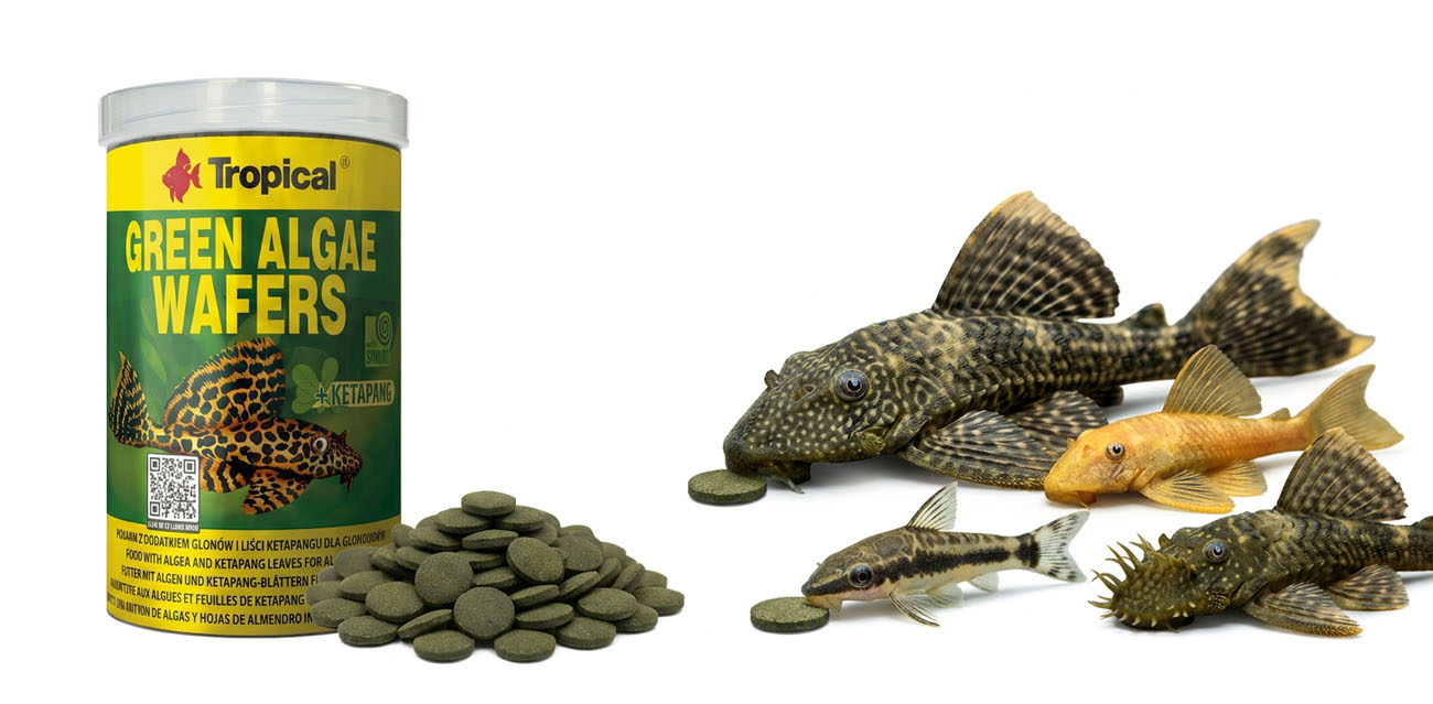Tropical Green Algae Wafers – roślinne wafelki dla ryb dennych