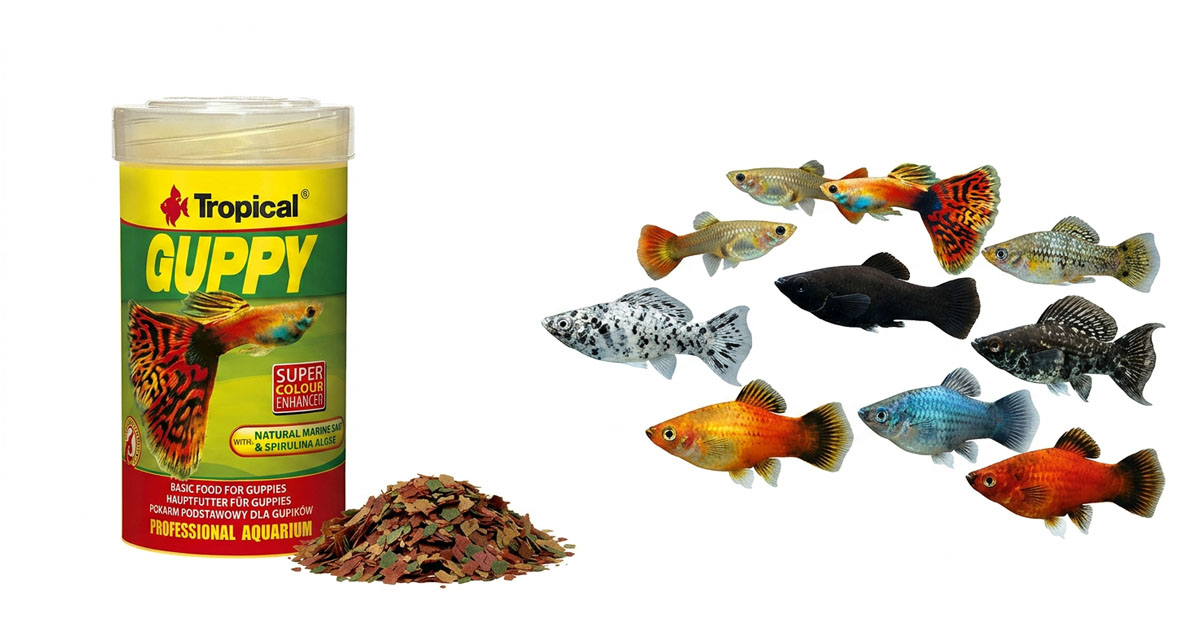 Tropical Guppy - pokarm dla gupików i ryb żyworodnych