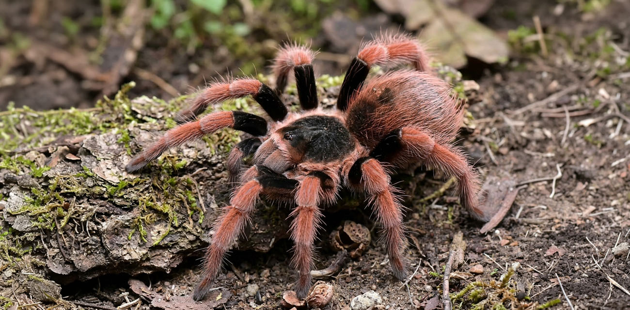 Ptasznik Megaphobema robustum