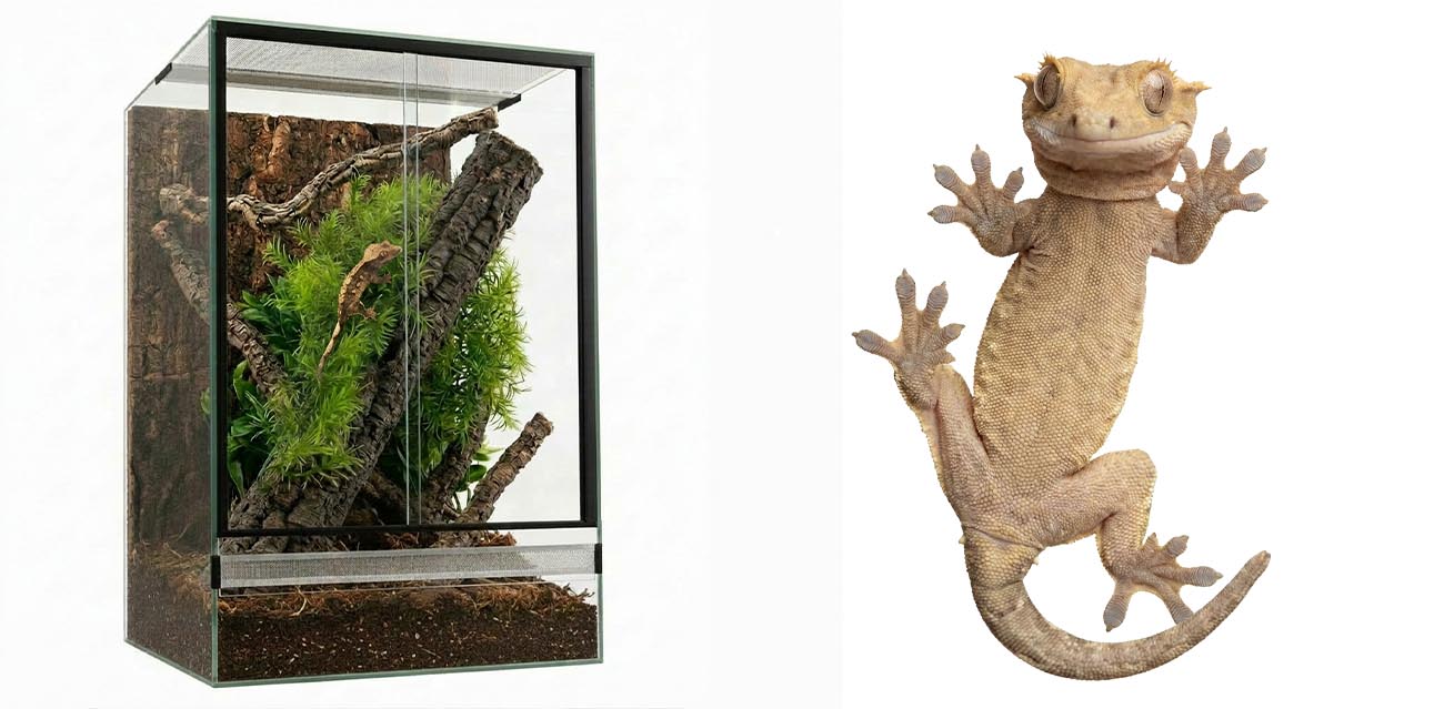 Zestaw dla gekona orzęsionego 40x40x60cm – kompletne terrarium bioaktywne dla gekonów nadrzewnych