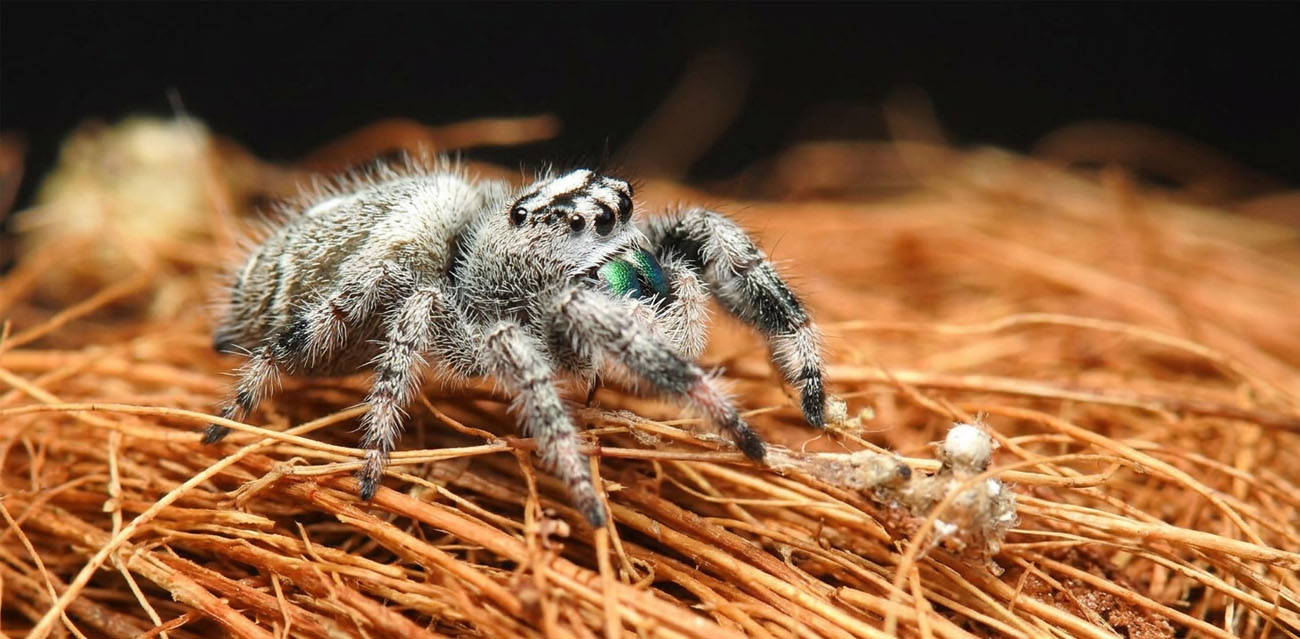 Warunki hodowli Skakuna Phidippus regius White Bahamas