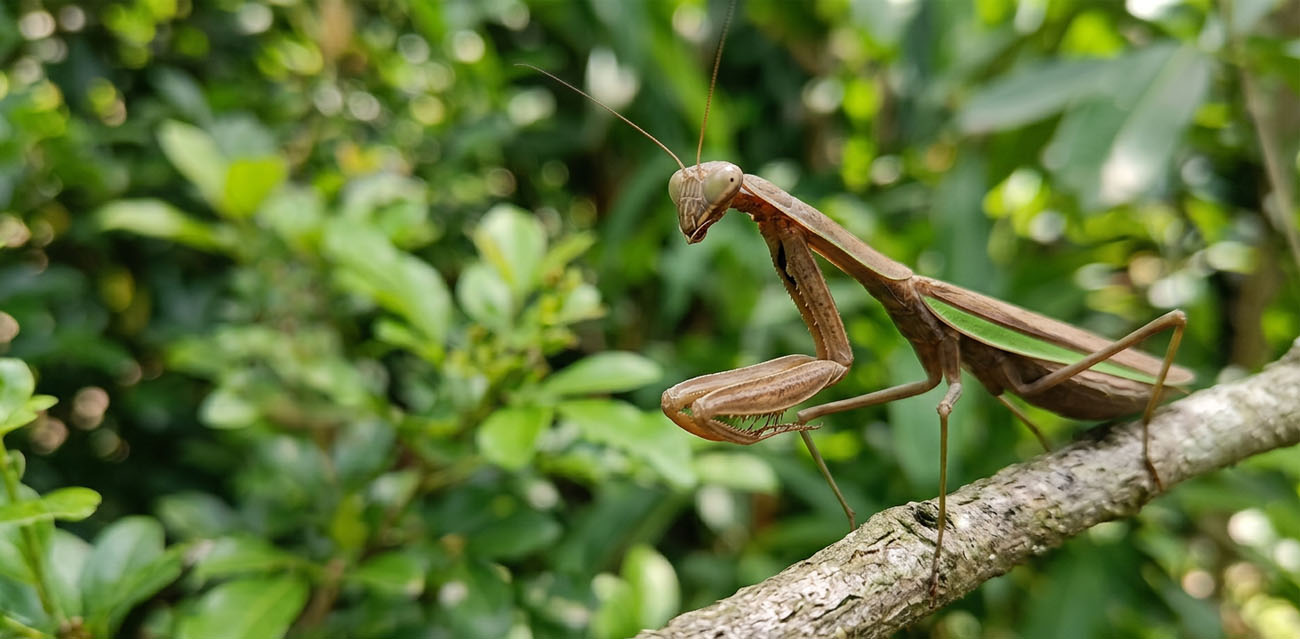 Żywienie Modliszki Tenodera aridifolia