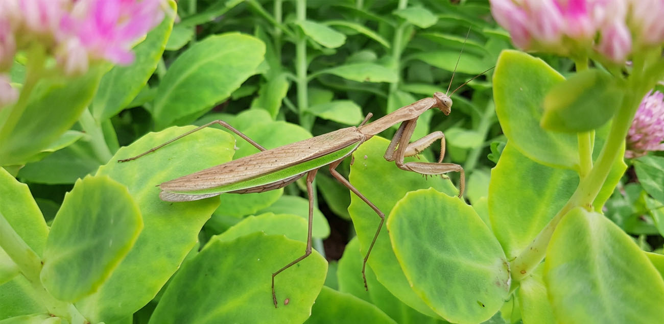 Modliszka (Tenodera aridifolia)