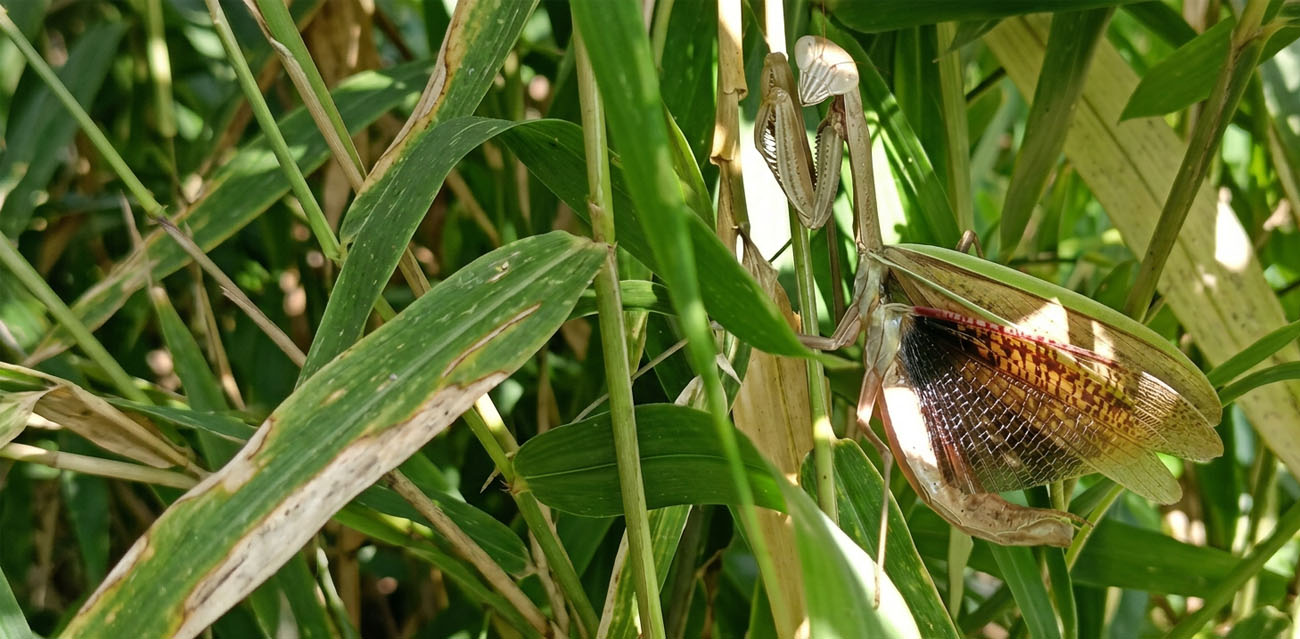Warunki hodowli Modliszki Tenodera aridifolia